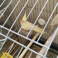 جفت عروس هلندی با جوجه