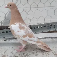 کبوتر مسافتی|پرنده|اردبیل, |دیوار