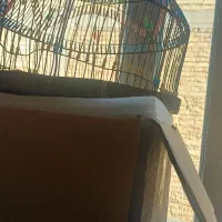 جوجه سهره خ ا کی