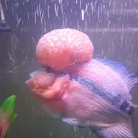 ماهی فلاور|ماهی|تهران, جوادیه|دیوار