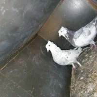 کبوتر کاکالی|پرنده|چاهک, |دیوار