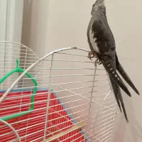 جوجه عروس وایت فیس|پرنده|رشت, پارک شهر|دیوار