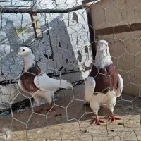 طوقی کفتر|پرنده|قیدار, |دیوار