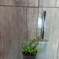 گل طبیعی کوچک، جوان و شاداب|گل و گیاه طبیعی|اصفهان, طامه|دیوار