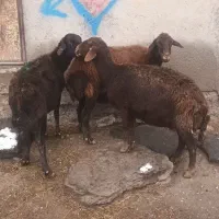 سه عددگوسفندیلینی|حیوانات مزرعه|اردبیل, |دیوار