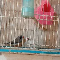 یک جفت فنچ لپ سیاه مولد بدون قفس