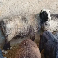 قوچ داشتی اتیقه|حیوانات مزرعه|مرودشت, مختارآباد|دیوار