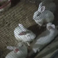 خرگوش تمیزخانگی