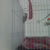 کوتوله بریزیلی