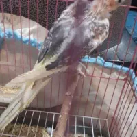 طوطی برزیلی عروس هلندی جوجه و مولد تک و جفت موجوده|پرنده|علیآباد کتول, |دیوار