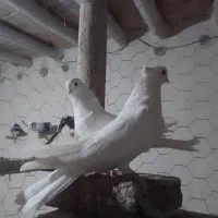 سفید نوک جمع|پرنده|مرند, |دیوار