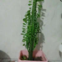 فروش گل طبیعی شاداب