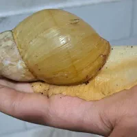 حلزون آلوبینو|خزنده|نجف‌آباد, طالقانی|دیوار