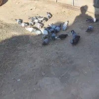 کفتر سبز آلمانی