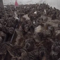 فروش بلدرچین بالغ