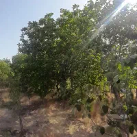 باغ