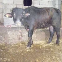 گوساله گاومیش نر|حیوانات مزرعه|نمین, |دیوار
