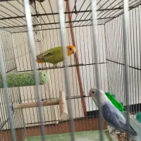 طوطی برزیلی نروماده مولد با پنج عدد تخم|پرنده|سنندج, |دیوار