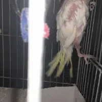 عروس هلندی|پرنده|قم, کلهری|دیوار