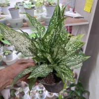 گل گلکسیونی خاص|گل و گیاه طبیعی|تبریز, |دیوار