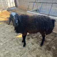 قوچ افغانی دورگ‌