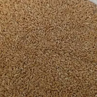 گندم بوجاری|عمده‌فروشی|چمران, |دیوار