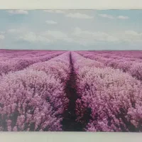 تابلو فنگ شویی اسطوخودوس