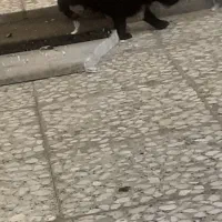 سگ نژاد دار|سگ|الوند, |دیوار