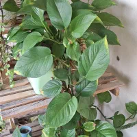 گل و گیاه|گل و گیاه طبیعی|کنارک, |دیوار