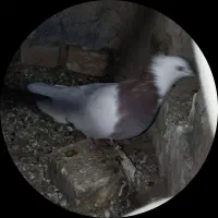 کفتر طوقی|پرنده|جوین, |دیوار