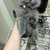 بچه گربه اسکاتیش دبل فولد|گربه|کرج, فاز ۱ مهرشهر|دیوار