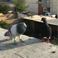 فروش ومعاوضه جفت دمب سفید معاوضه با گنجه یا توربند|پرنده|مرودشت, مسجد رسول‎|دیوار