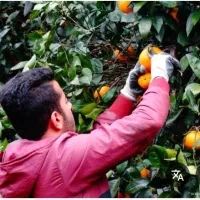 پرتقال چین هستیم