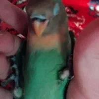 گمشده|حیوانات|تبریز, |دیوار