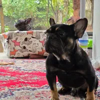 فرنچ بولداگ نر و ماده|سگ|فردیس, نسترن غربی|دیوار