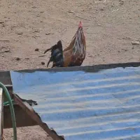 خروس|حیوانات مزرعه|قم, چهار مردان|دیوار