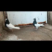 کبوتر طوقی|پرنده|شیراز, شاهچراغ|دیوار