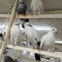 کبوتر بارجدید ۹/۱۰.دوشنبه .کفترتعداد.سواکن و جداکن|پرنده|کرج, حیدرآباد|دیوار