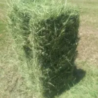 یونجه