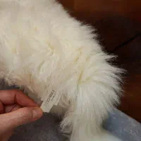 عروسک خارجی نو|اسباب‌بازی بچه|اصفهان, باغ زیار|دیوار