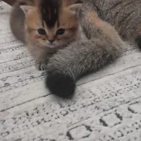 گربه های زیبا و اصیل (پرشین / بریتیش / اسکاتیش )|گربه|اصفهان, جلفا|دیوار