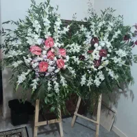 گل بزرگ مراسمی|گل و گیاه طبیعی|اهواز, کمپلو شمالی|دیوار