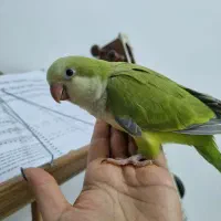 راهب نرمخور|پرنده|گرمدره, |دیوار