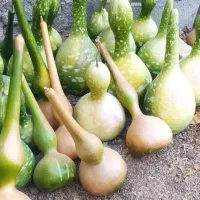کدو قلیانی تزئینی|گل و گیاه طبیعی|گندمان, |دیوار