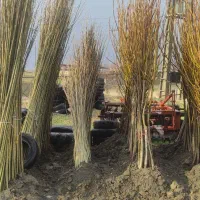 نهال اصلاح شده و پیوندی کرمانشاه