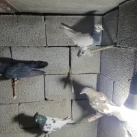 کفتر رنگی|پرنده|شیراز, منطقه هوایی شهید دوران|دیوار