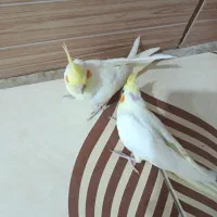 عروس هلندی|پرنده|رامشیر, |دیوار