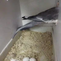 عروس هلندی|پرنده|مشهد, هدایت|دیوار