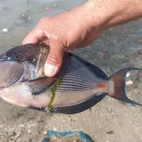 تور ماهی گیری تفریحی  سیراف عسلو از کربال