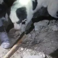 واگذاری سگ صحرایی